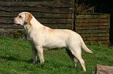 LABRADOR 1298
